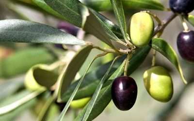 Olivo: non solo olio, ma anche proprietà utili alla salute