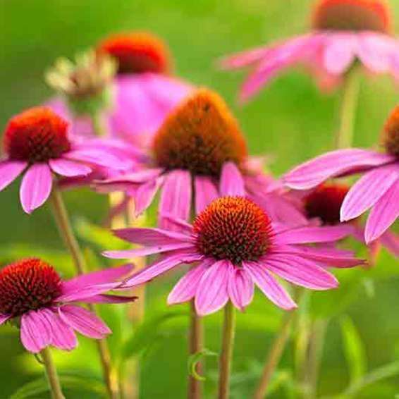 Echinacea: la pianta che stimola il sistema immunitario