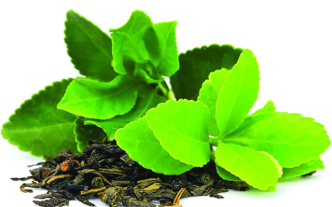 The verde: un amico per tutto l’anno, ecco le proprietà