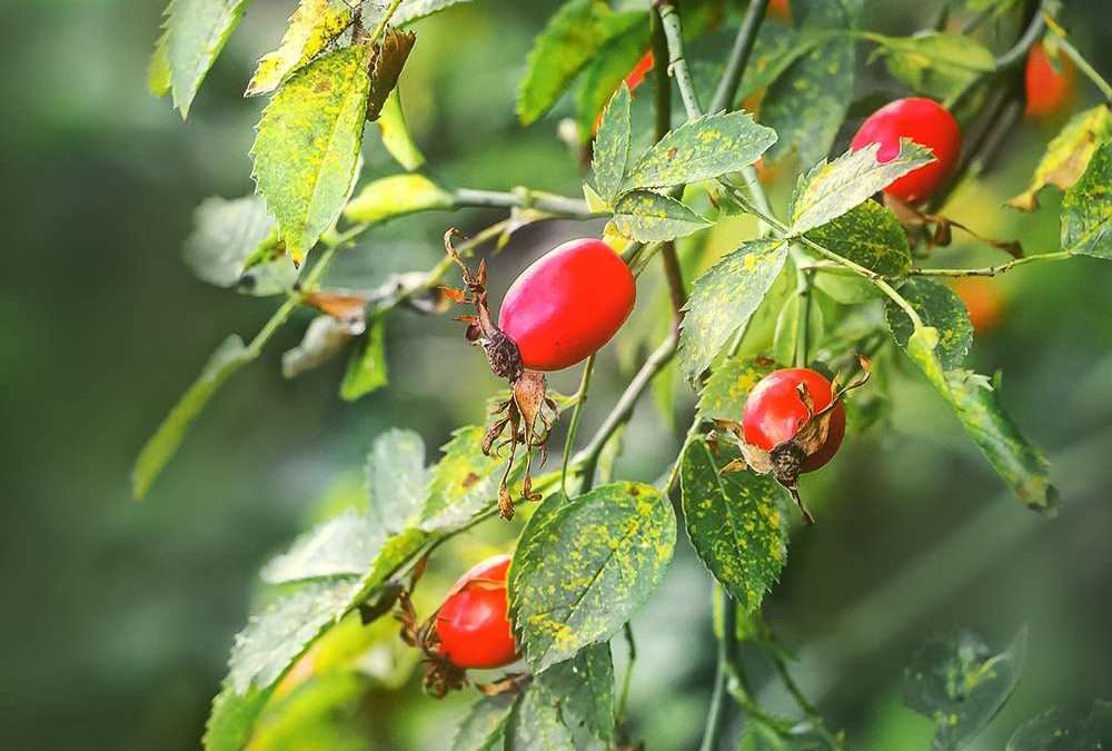 Rosa Canina: proprietà  e benefici in fitoterapia
