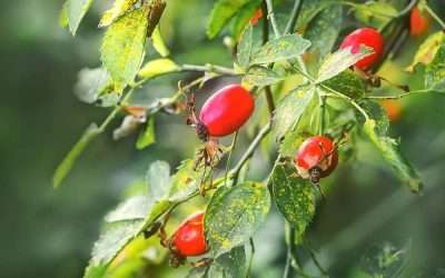 Rosa Canina: proprietà  e benefici in fitoterapia