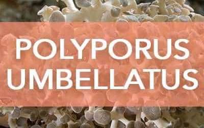 Polyporus umbellatus: proprietà e usi del fungo medicinale