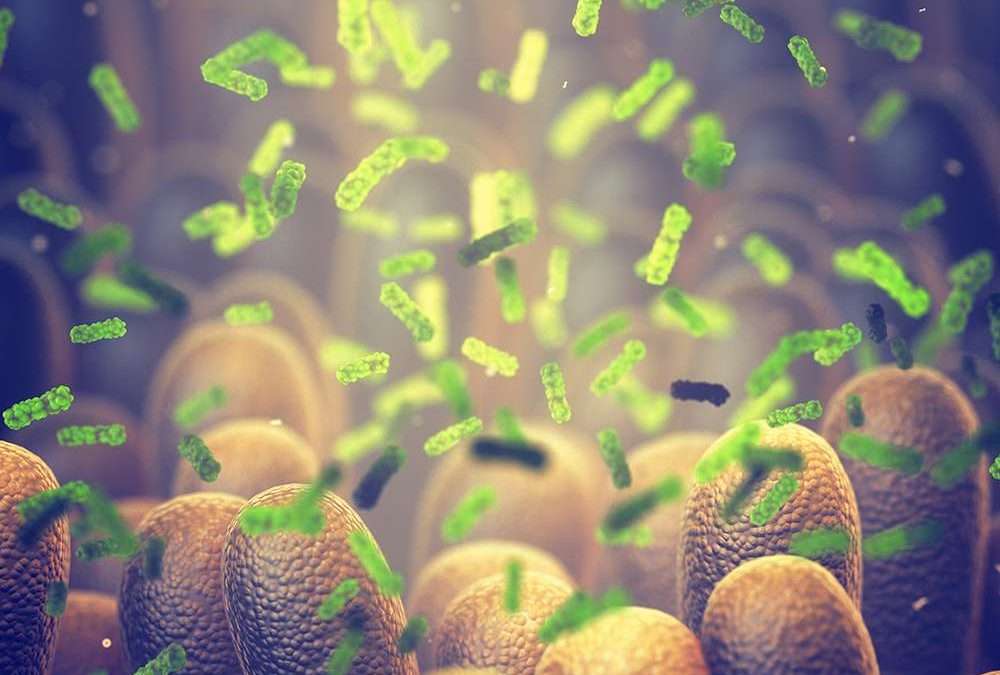 Coronavirus: microbiota intestinale, alimentazione e sistema immunitario. Intervista al Dott.Zanello
