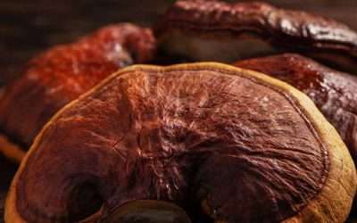 Reishi: benefici e caratteristiche del fungo dell’immortalità