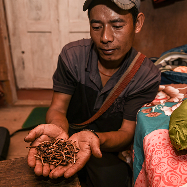 Cordyceps Sinensis Beneficios Y Características Del Hongo De La Oruga