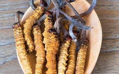 Cordyceps sinensis: benefici e caratteristiche del fungo caterpillar