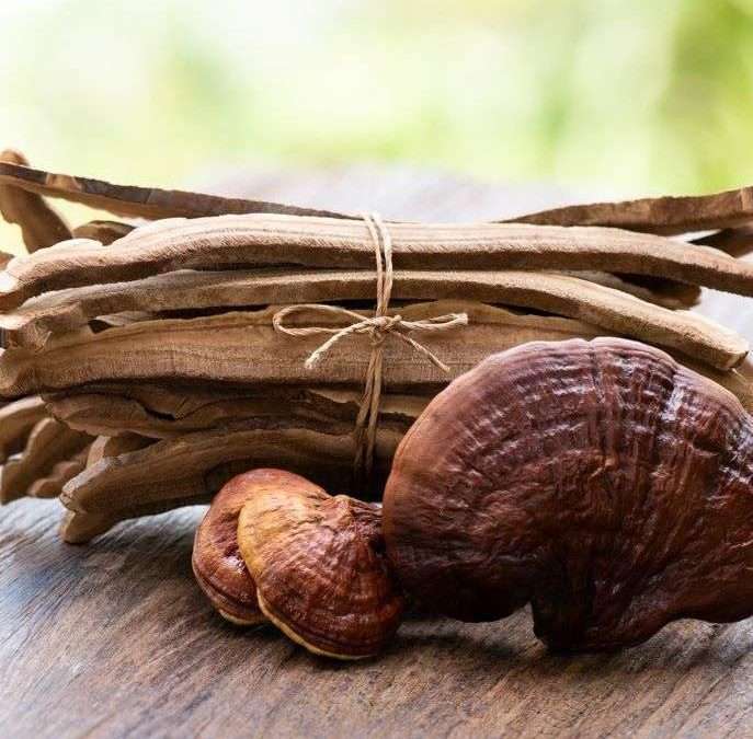 Micotherapy U-Care di AVD Reform è l’integratore a base di funghi più studiato
