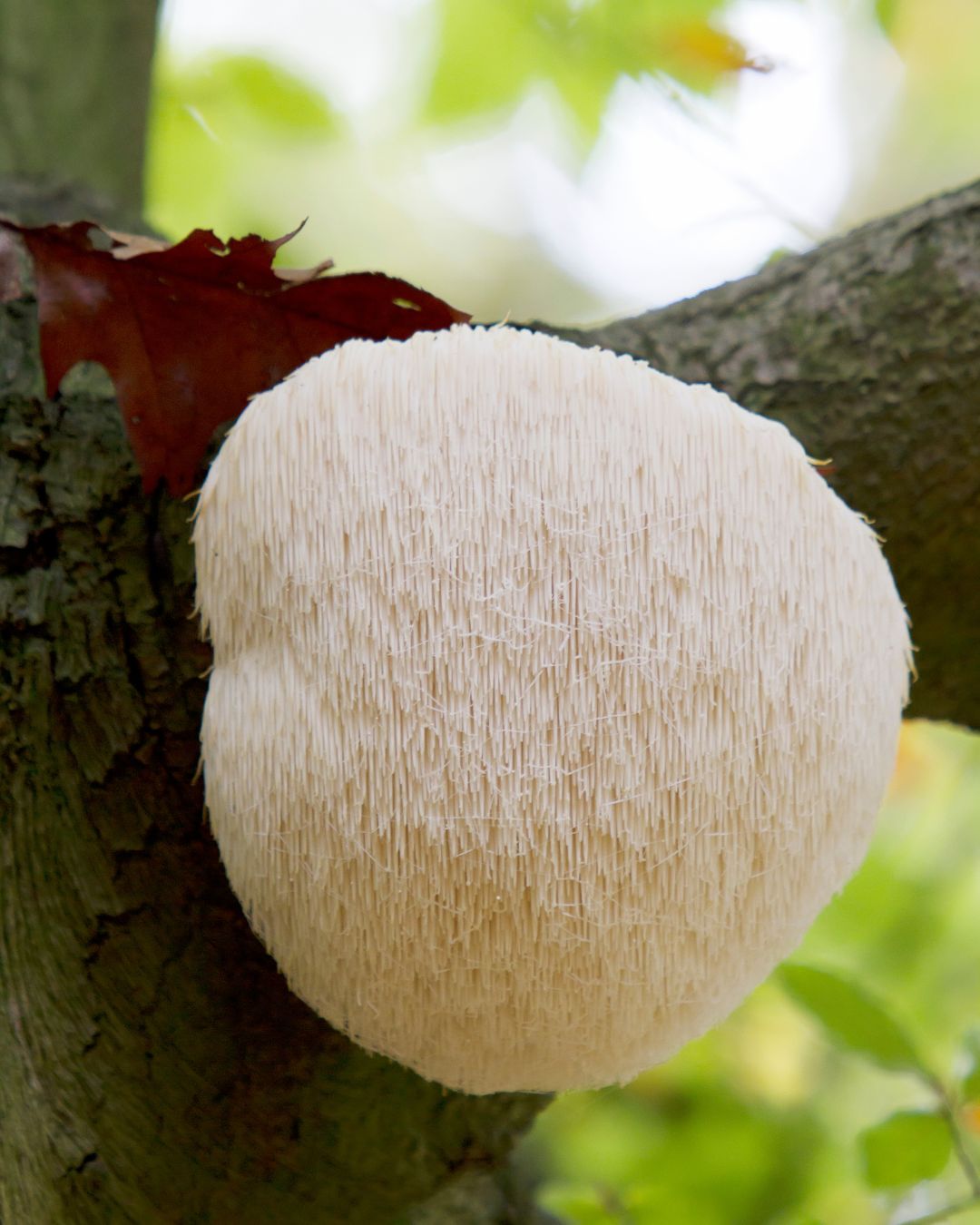 Hericium erinaceus - AVD Reform