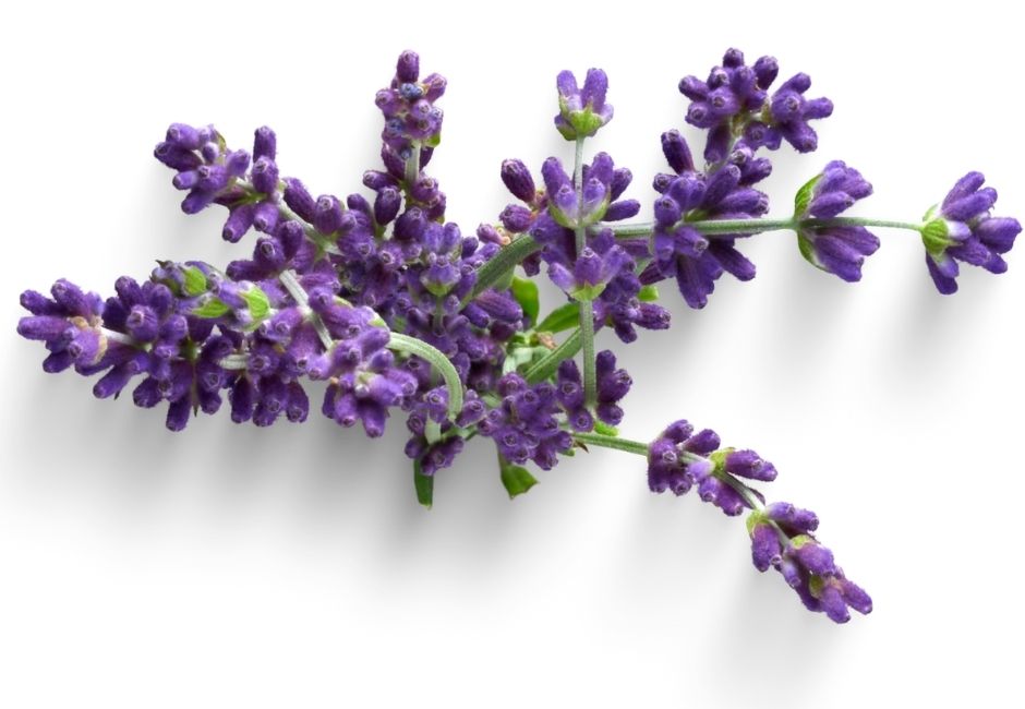 lavanda