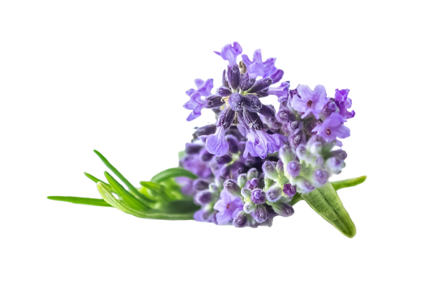 Olio Essenziale di Lavanda