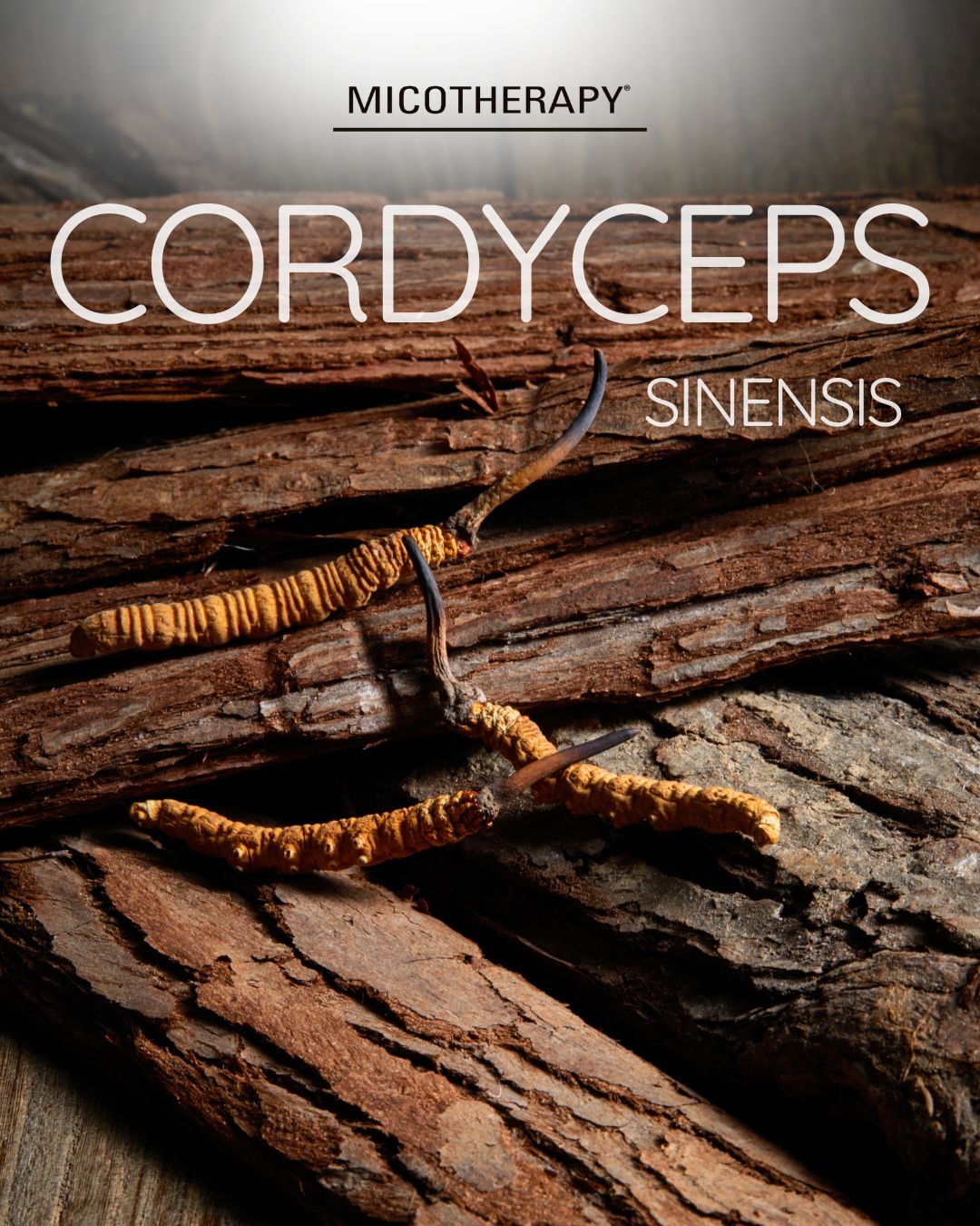CORDYCEPS