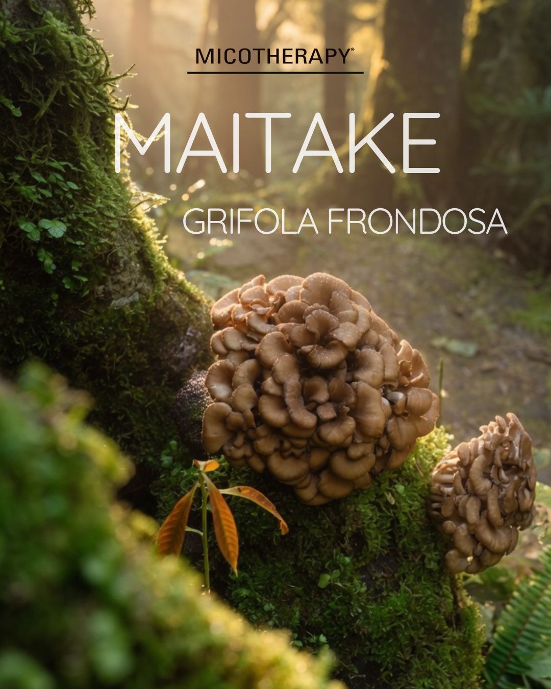 MAITAKE