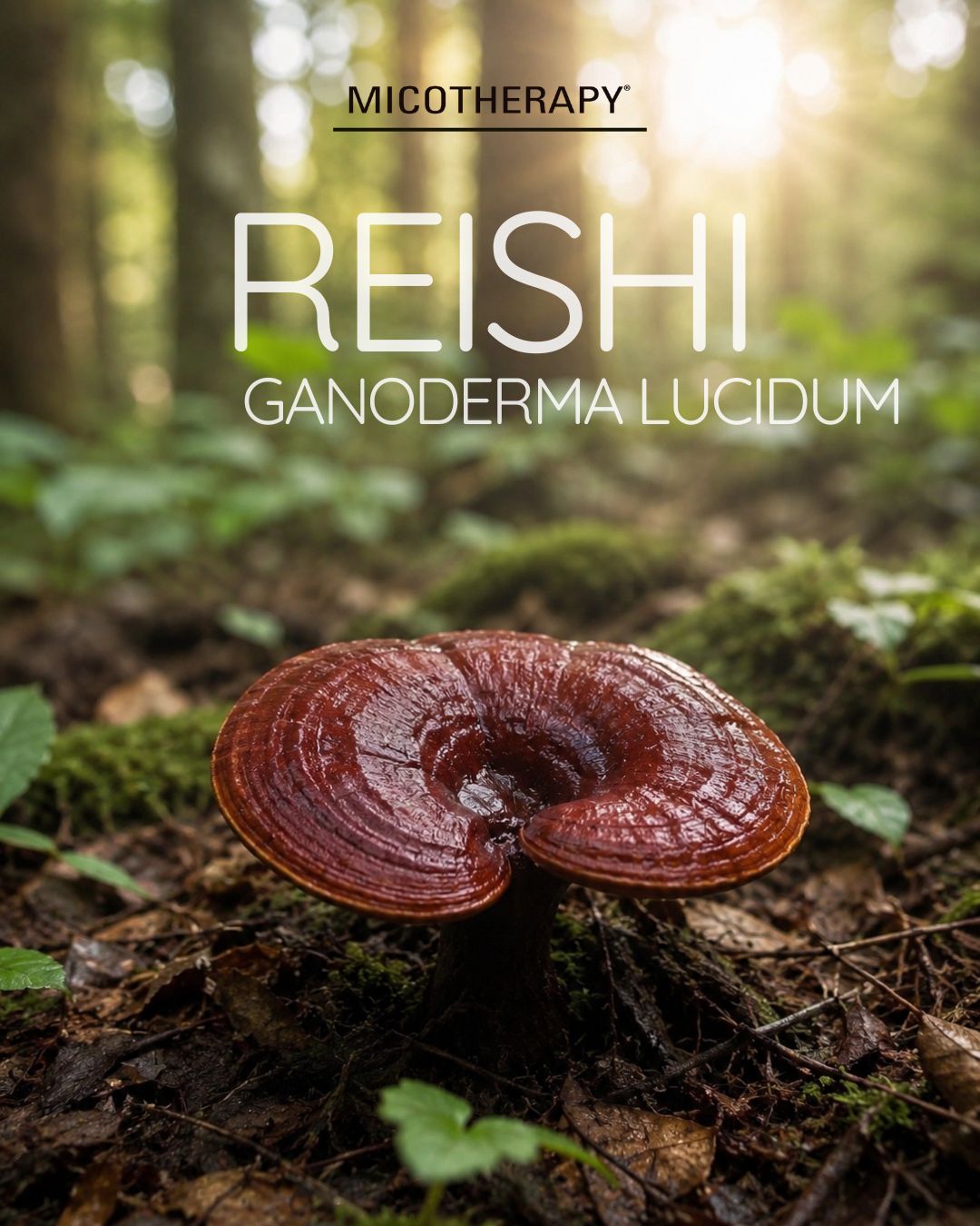 Micoterapia: guida ai funghi medicinali - reishi (Ganoderma lucidum) AVD Reform
