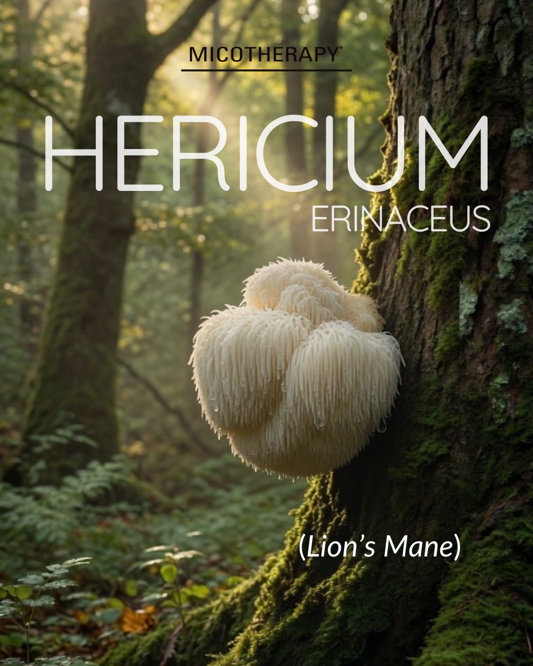 Micoterapia: guida ai funghi medicinali - Hericium erinaceus AVD Reform