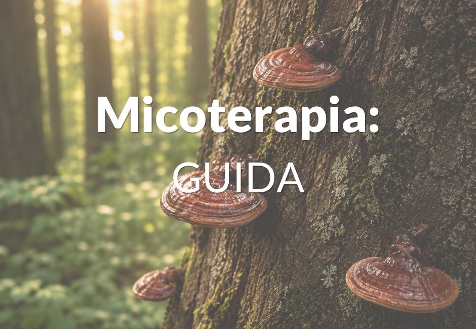 Micoterapia: guida ai principali funghi medicinali e ai loro benefici | Il Quarto Regno
