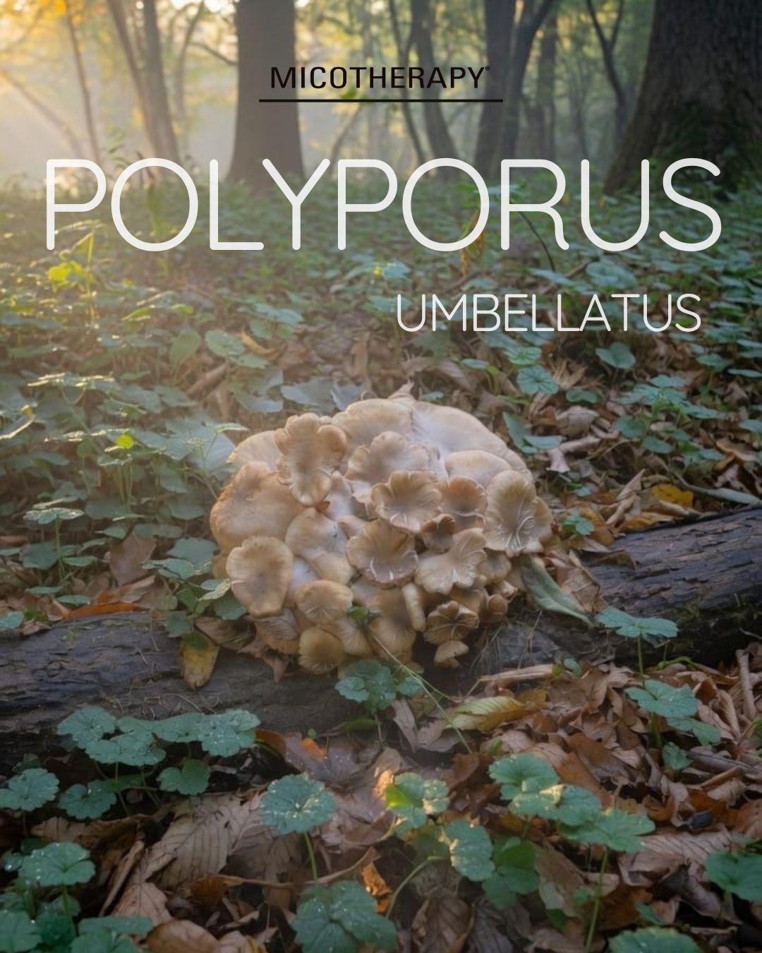 Micoterapia: guida ai funghi medicinali - Polyporus umbellatus AVD Reform