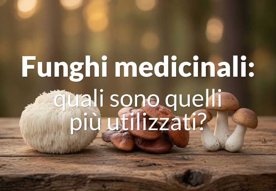 Quali sono i funghi medicinali più utilizzati?